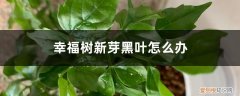 幸福树新芽变黑 幸福树新芽黑叶怎么办