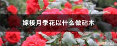 月季花嫁接用什么砧木 嫁接步骤图 月季花嫁接用啥砧木