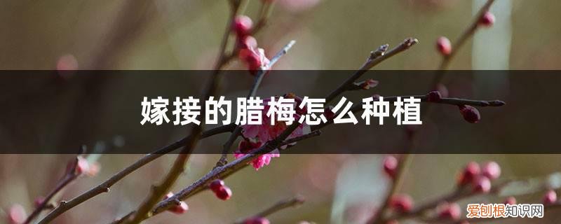 腊梅的嫁接砧木 图 腊梅怎么嫁接，砧木用什么？