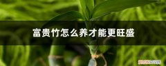 节节高富贵竹怎么养才能更旺盛 富贵竹怎么养才能更旺盛