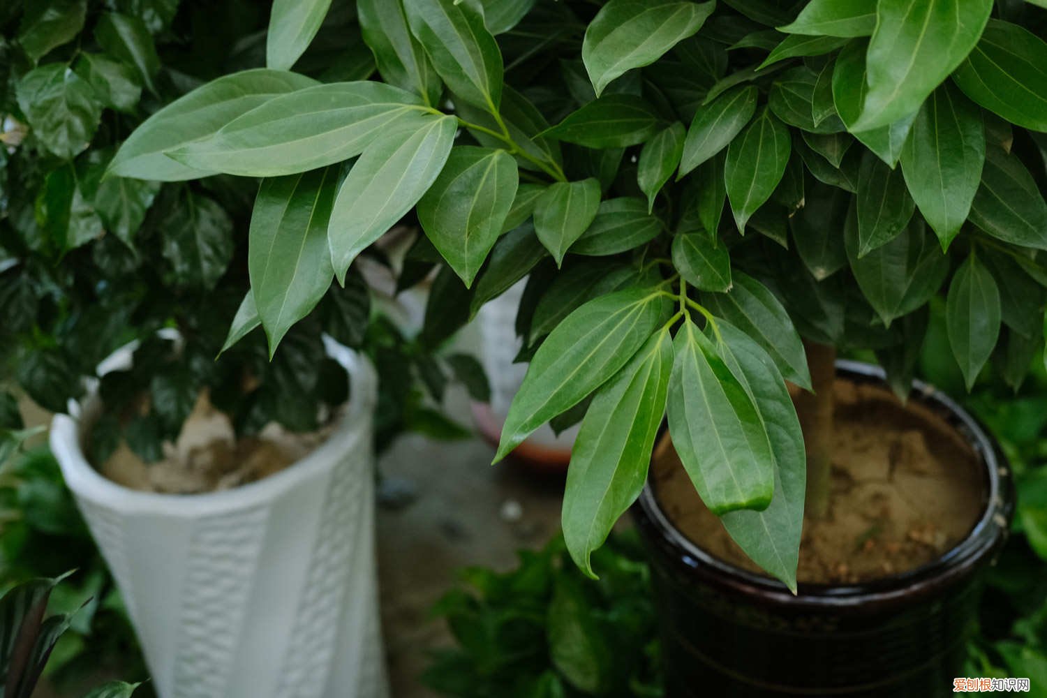 平安树叶片发黄是咋回事 平安树叶子发黄是怎么回事