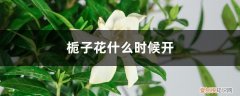 栀子花什么时候开,怎么养才能开花 栀子花什么时候开，怎么养才能开