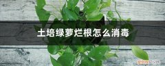 水培绿萝老烂根可以用什么杀菌 土培绿萝烂根如何消毒