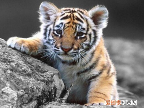 龙女虎男的婚姻怎么样 属龙的女生的性格