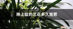 刚上盆的兰花多久施肥最好 刚上盆的兰花多久施肥