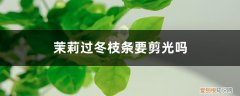 茉莉过冬枝条要剪光吗,修剪方法图解视频 茉莉过冬枝条要剪光吗，修剪方法图解