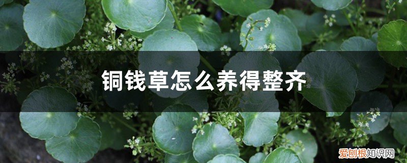 铜钱草秋冬季节怎么养 铜钱草怎么养得整齐，冬天怎么养？