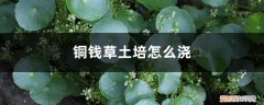 土培铜钱草怎样浇水 铜钱草土培怎么浇水，需要每天浇水吗