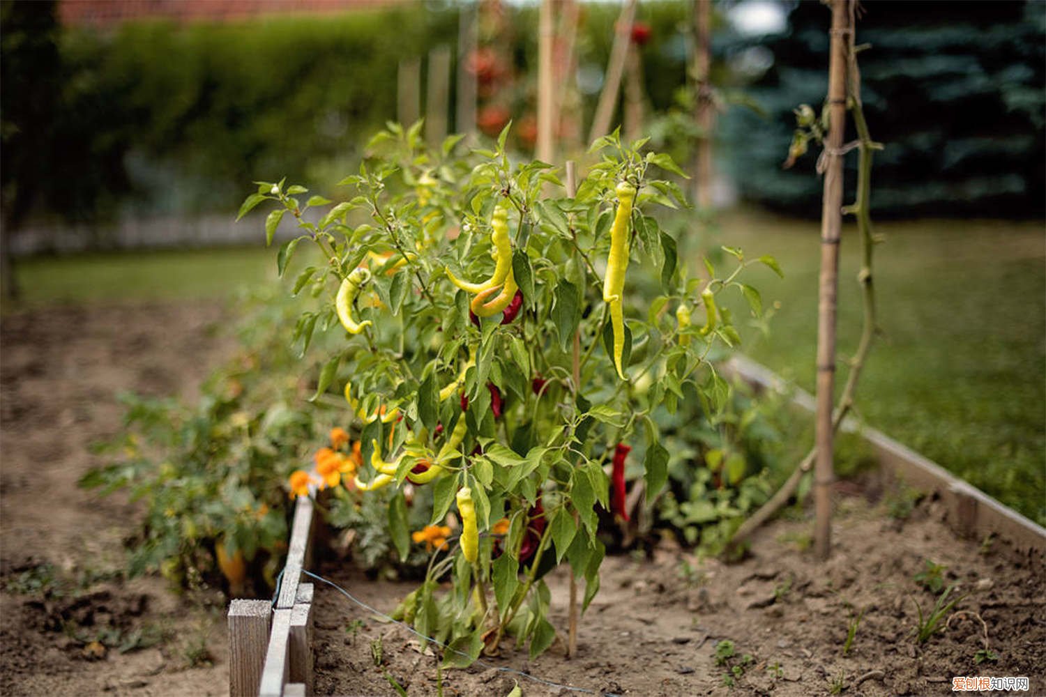 种植辣椒的土壤条件 辣椒怎么种，需要什么土壤