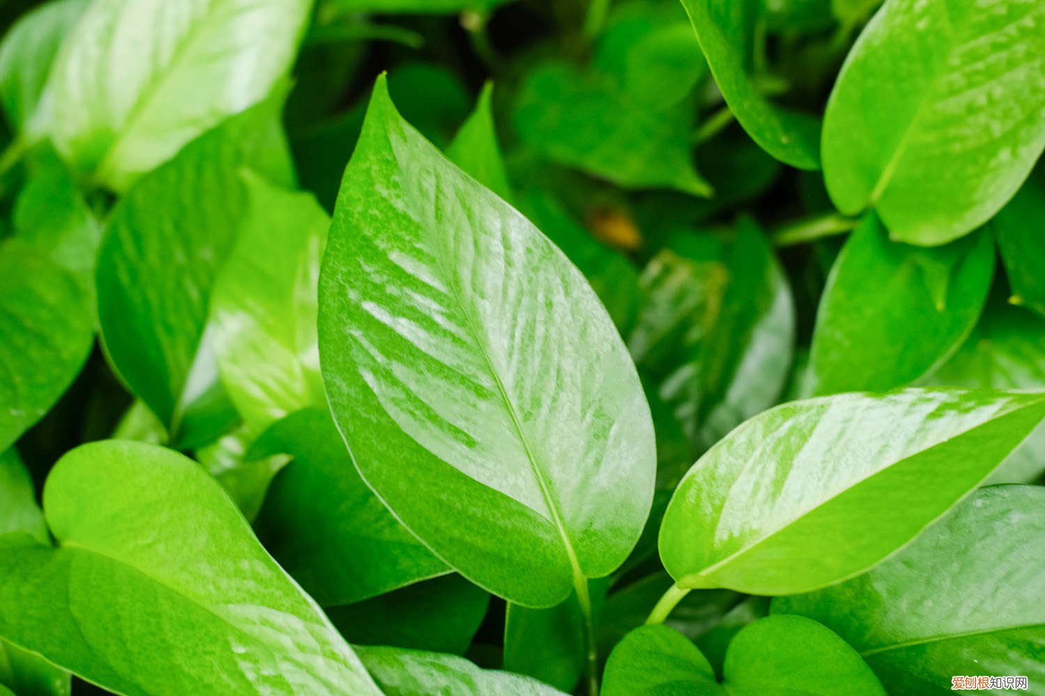 一盆绿萝太密了怎么修剪 盆栽绿萝太密了怎么办，如何修剪和分盆