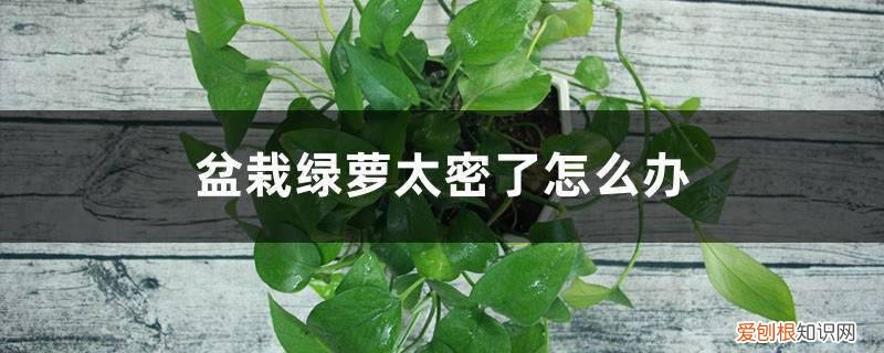 一盆绿萝太密了怎么修剪 盆栽绿萝太密了怎么办，如何修剪和分盆