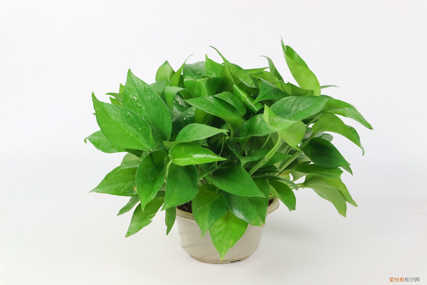 大绿萝的养殖方法和修剪 绿萝怎么修剪好看，大盆绿萝怎么修剪