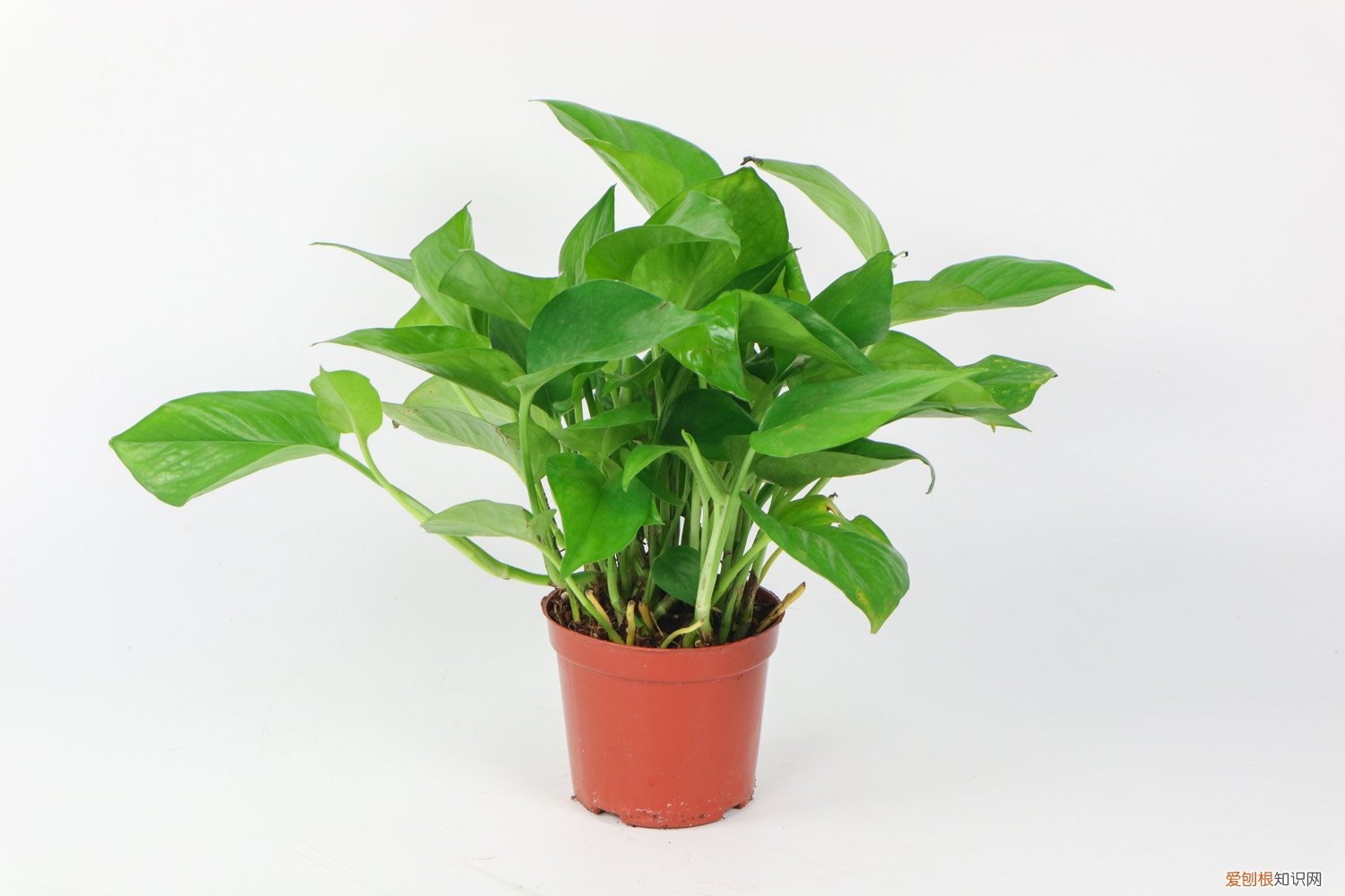 绿萝何时扦插 绿萝如何扦插繁殖，几月份扦插最好