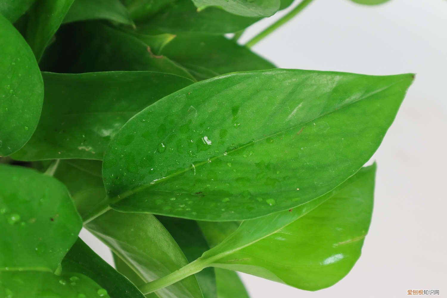 绿萝扦插不用生根粉能活吗 绿萝没气根能扦插吗，不生根是什么原因