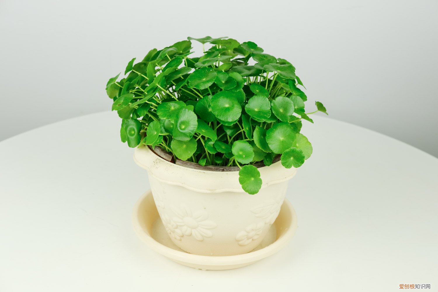 铜钱草发芽以后多久可以爆盆 铜钱草剃头后怎么养，几天能爆盆