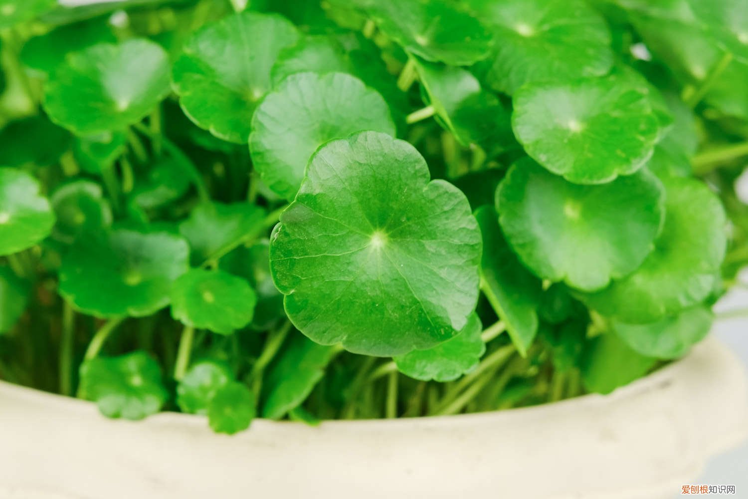 铜钱草发芽以后多久可以爆盆 铜钱草剃头后怎么养，几天能爆盆