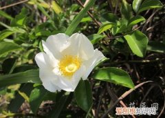 金樱子植物特征 金樱子的生态特征以及习性