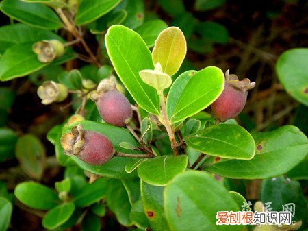 桃金娘种植园 桃金娘的栽培技术有哪些？