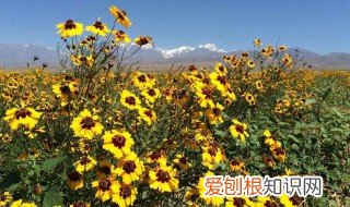 雪菊的功效与副作用及禁忌 雪菊的功效与副作用