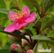 桃金娘象征 桃金娘形态特征以及习性