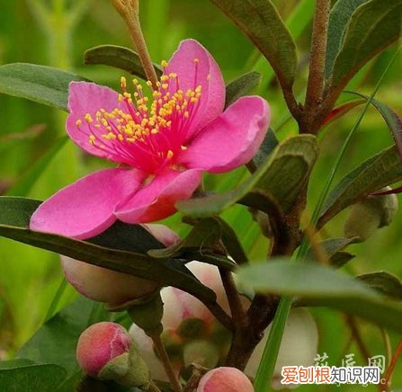 桃金娘象征 桃金娘形态特征以及习性
