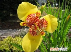 虎皮花的养殖方法 虎皮花的介绍