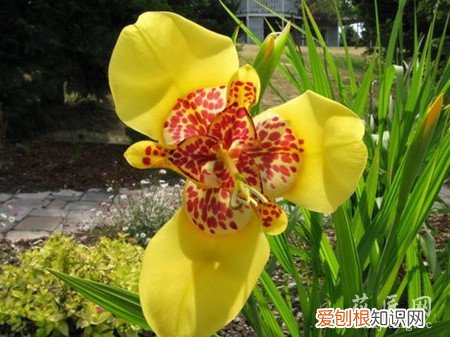 虎皮花的养殖方法 虎皮花的介绍