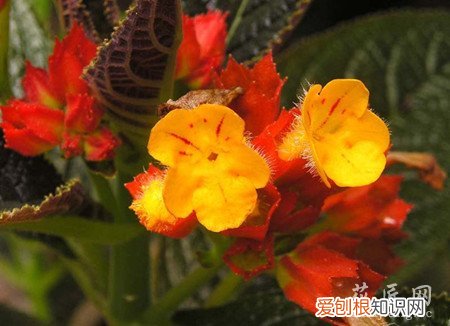 金红花的栽培技术 金红花的养护技术