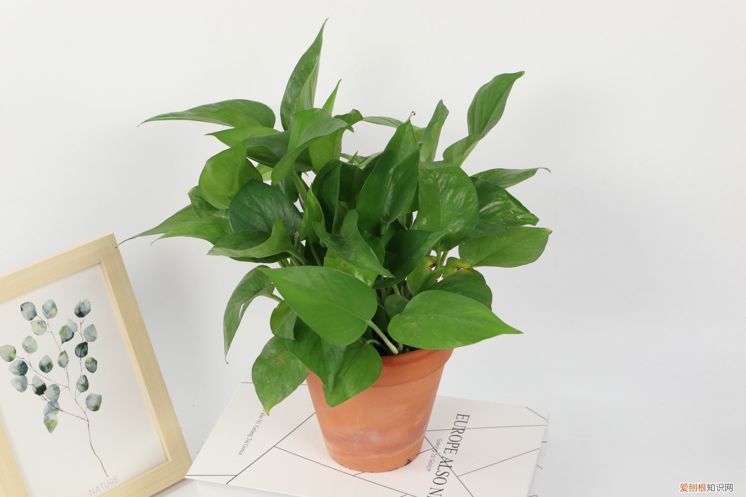 绿萝如何扦插? 绿萝怎么枝条扦插,扦插气根怎么剪