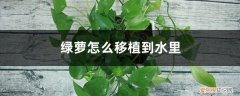 盆栽绿萝怎么移植到水里养 绿萝怎么移植到水里，插水里怎么生根快