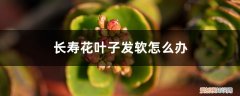 长寿花叶片变软怎么办 长寿花移栽后，叶子发软变薄怎么办？