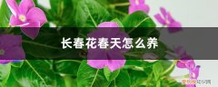 怎么养长春花开的才好 长春花春天怎么养