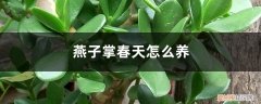 燕子掌春天什么时候施肥 燕子掌春天怎么养