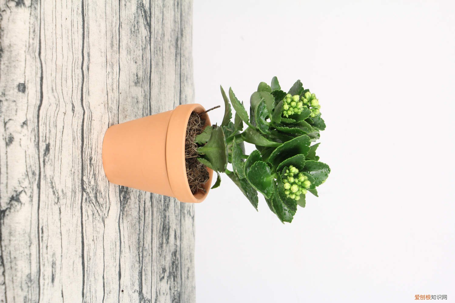 长寿花先摘心还是先打顶 长寿花需要一直摘心吗，摘心和打顶摘哪个位置？