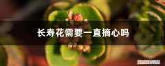 长寿花先摘心还是先打顶 长寿花需要一直摘心吗，摘心和打顶摘哪个位置？