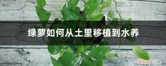 绿萝从水里移植到土里需要注意什么 绿萝从土里移植到水养，要注意什么