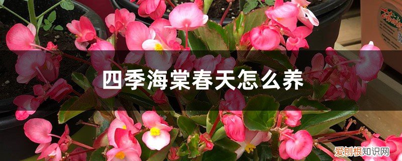 四季海棠春天怎么养好 四季海棠春天怎么养