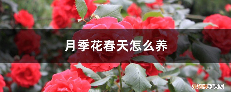 月季花春天怎么养殖 月季花春天怎么养