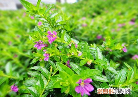 满天星怎样种 能使它能快速地发芽 满天星播种催芽方法是什么?