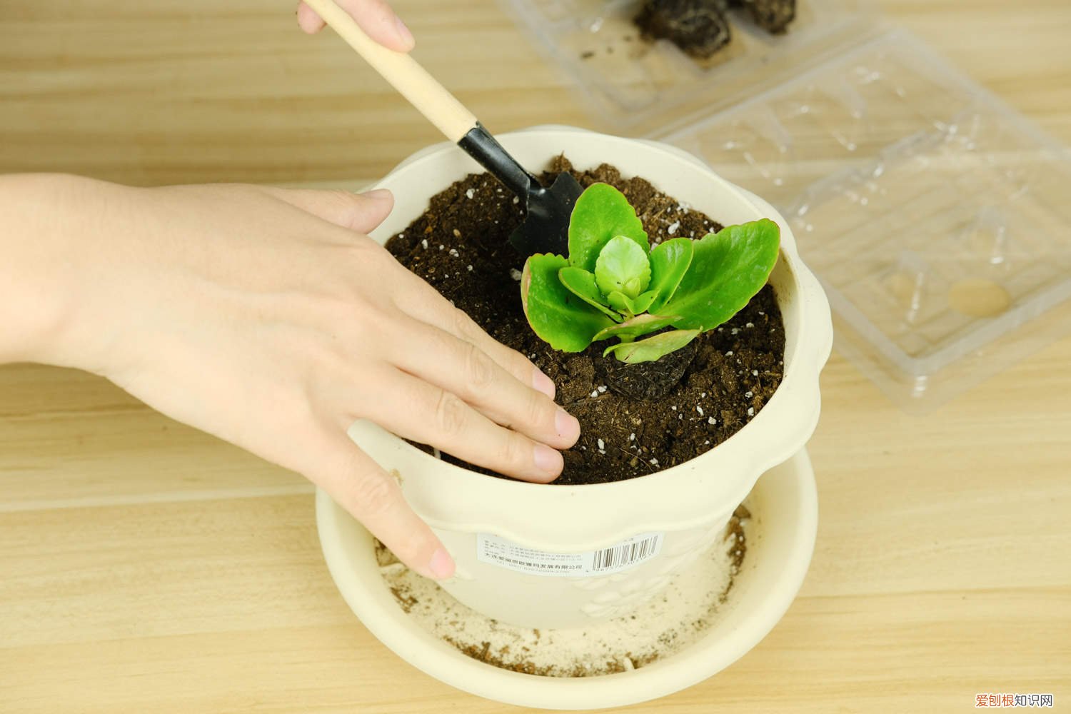 长寿花能用啤酒浇水吗 长寿花可以用啤酒浇吗，多久浇一次水