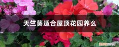 天竺葵花能在室内养吗 天竺葵适合屋顶花园养么，适合放室内吗?