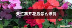 天竺葵开花后怎么修剪老桩怎么修剪