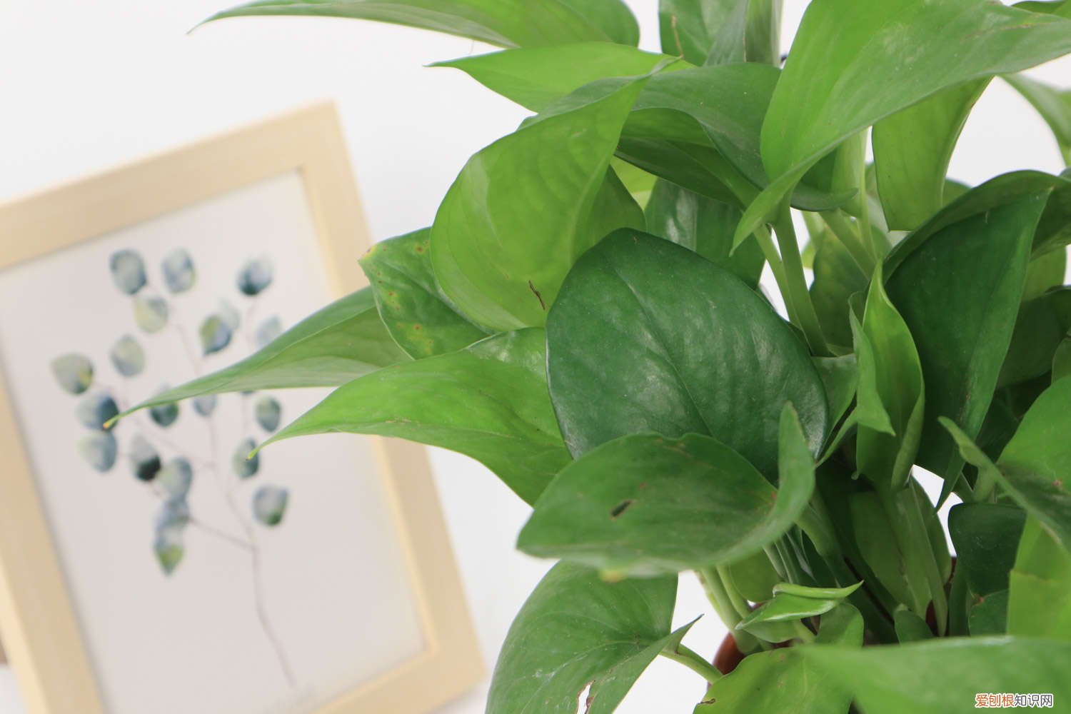 绿萝怎么剪栽 图解 绿萝的繁殖方法，怎么剪枝种植