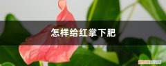 红掌开花怎样浇水和施肥 怎样给红掌下肥，施什么肥能开花？