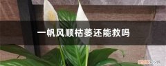 一帆风顺蔫了怎么补救 一帆风顺枯萎还能救吗，如何救活