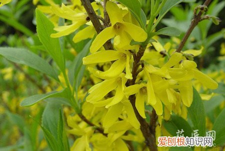 金钟花怎么养家庭养法 金钟花的养殖方法