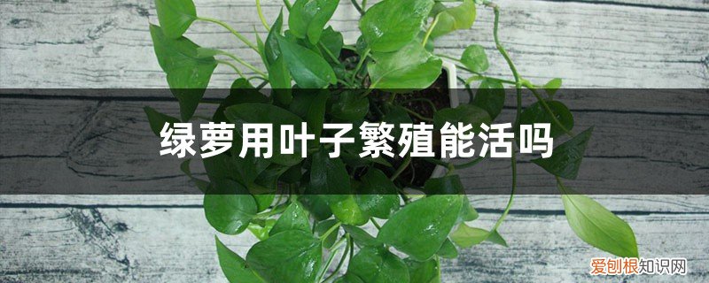 绿萝可以水生根吗 绿萝一片叶子能活么，可以水培生根繁殖么