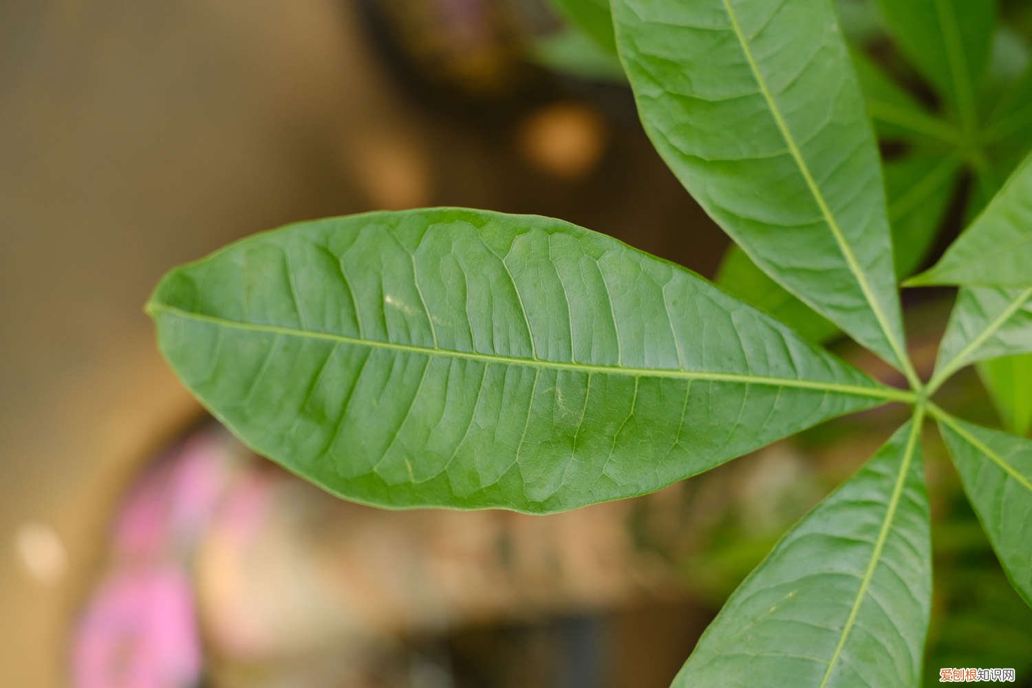 小盆的发财树放到什么位置好 小盆的发财树怎么养,正确的摆放位置