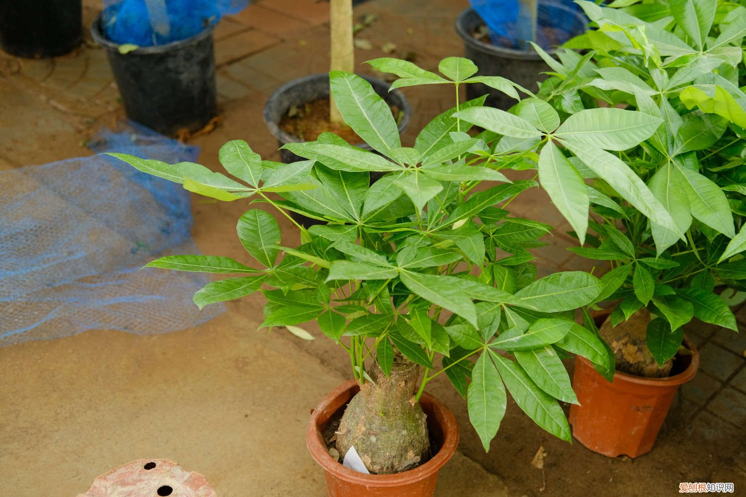 小盆的发财树放到什么位置好 小盆的发财树怎么养,正确的摆放位置