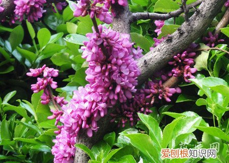 紫荆花养殖方法 紫荆花种植技术及栽培管理